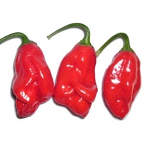 Antillais 14.5 Hot Chili